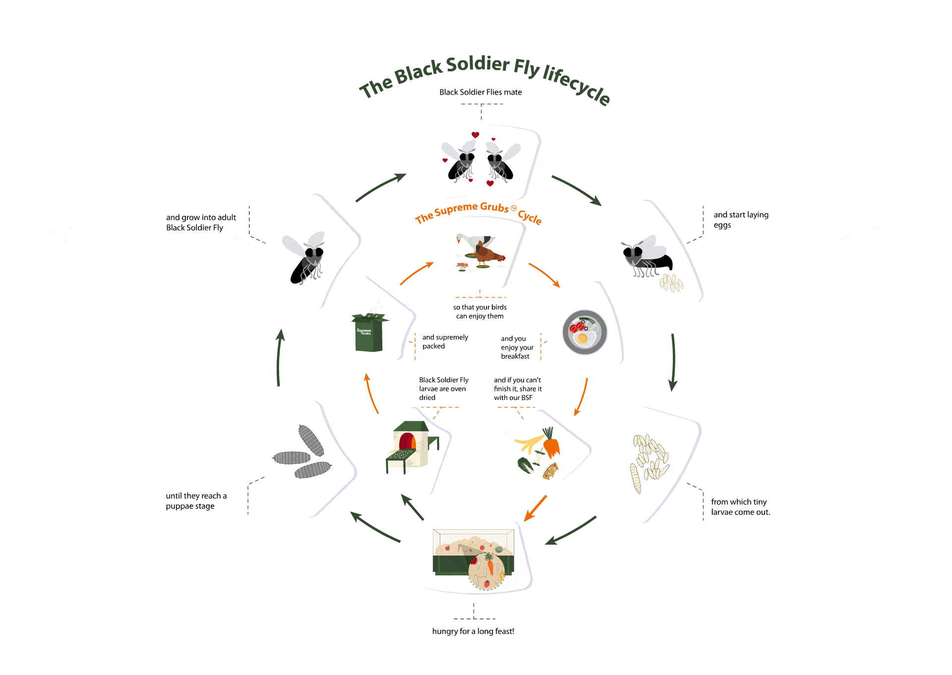 Black soldier fly life cycle - Supreme Grubs Amazon seller